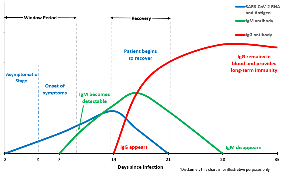 A graph to show the time to when antibodies become present in the body