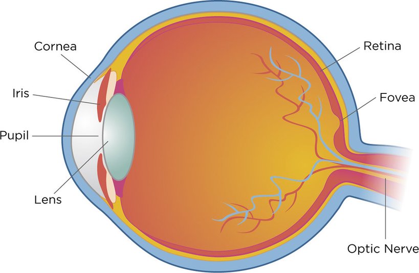 Diagram of the human eye