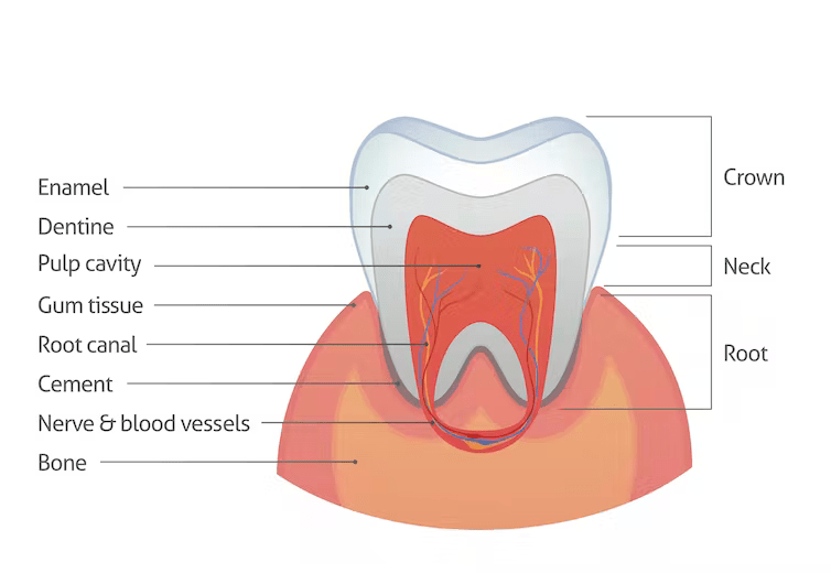 Layers of tooth 