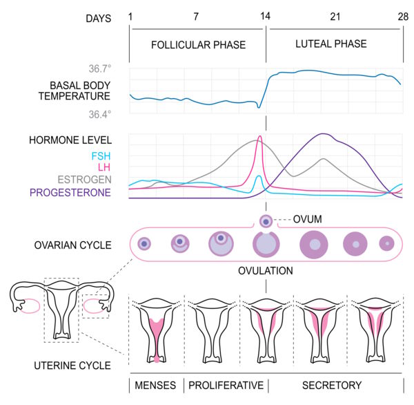 Phases of the menstrual cycle
