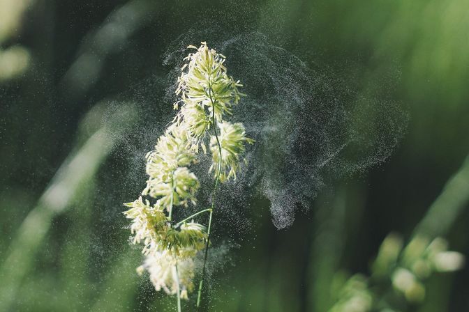 A plant releasing pollen