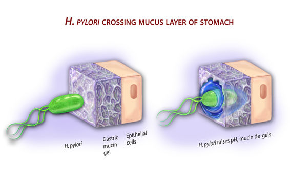 H. Pylori bacteria crossing mucus layer of the stomach