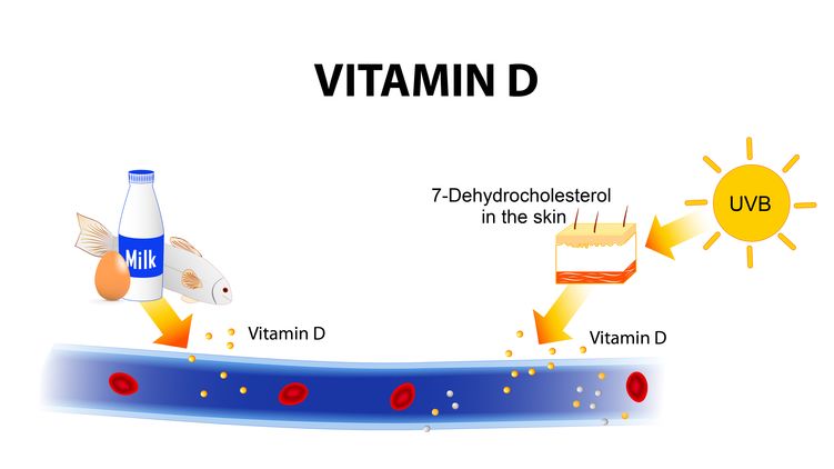 Most vitamin D is acquired from the sun or fortified foods